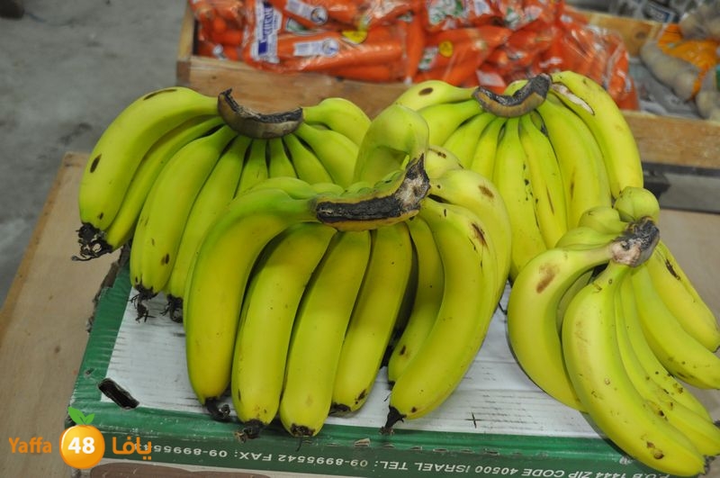 setona2y 830 (15).JPG